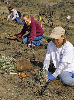 Student volunteers planting sage brush in an area burned by a wild fire, Idaho. student, teens, volunteers, plant, sage brush, burn, forest fire, range, wild, idaho, teenagers