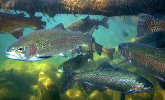 Boise Guardian  Rainbow trout underwater at the nature center in Boise,  Idaho. rainbow trout, trout, fish, underwater, habitat, environment, nature  center, boise, idaho, stream, salmonid