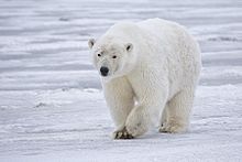 220px-Polar_Bear_-_Alaska