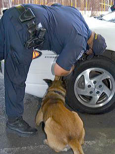 U.S. Customs and Immigration agents use a drug detection dog on automobiles waiting to enter the United States port of entry at the Tijuana, Baja California, Mexico/San Diego, California border crossing.
