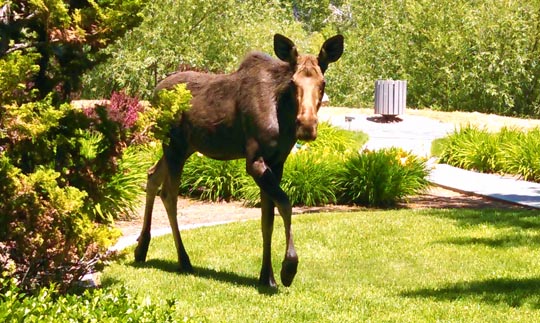 Boise Moose (2)