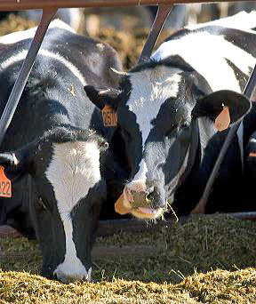 Dairy cows feeding, Idaho. dairy cows, dairy, cows, cattle, bovine, feed, feeding, feedlot, agriculture, farm, farming