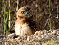 Burrowing owl habitat needs protection in South and East Boise.