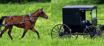 Cart-Horse.jpg