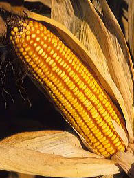 corn9.jpg