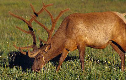 yellowstone_elk1.jpg