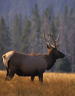 Elk.jpg