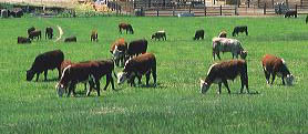 cattle_grazing2.jpg
