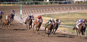 horse_race1.jpg