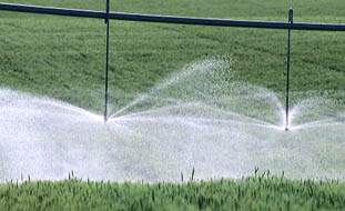 sprinkler_irrigation3.jpg